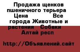 Продажа щенков пшеничного терьера › Цена ­ 30 000 - Все города Животные и растения » Собаки   . Алтай респ.